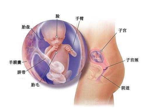 上海添禧网站_重庆做人工受孕哪个医院好？试管婴儿智商普遍不高真的吗？