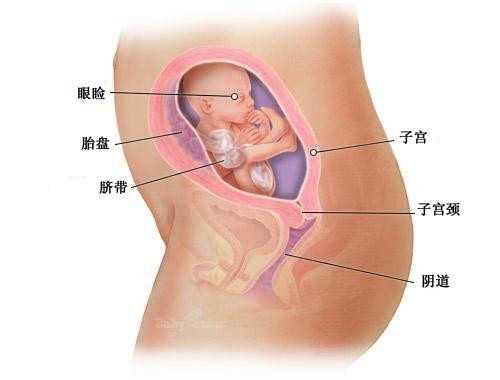 广州供卵代怀网_去美国做试管婴儿，移植后“腿酸”跟胚胎着床有关系吗?